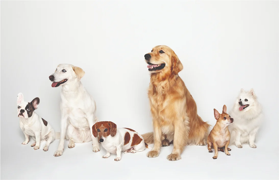 Pet-Friendly Amenities at Museum House